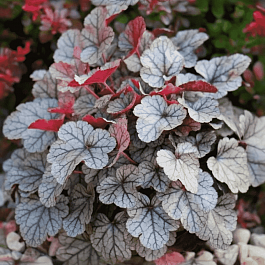 Гейхера Silver scrolls