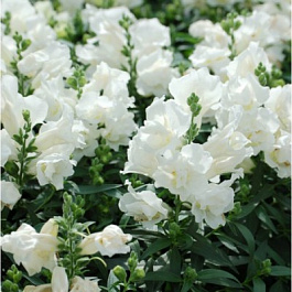 Львиный зев Снэппи Вайт Львиный зев Снэппи Вайт