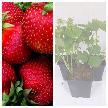 Земляника садовая Богота НАБОР 3ШТ