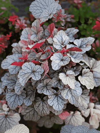 Гейхера Silver scrolls