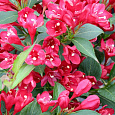 Вейгела гибридная All Summer Red