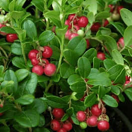 Брусника обыкновенная Miss Cherry