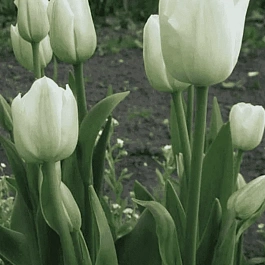 Тюльпан Weisse Berliner