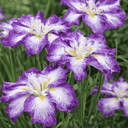 Ирис мечевидный Harlequinesque