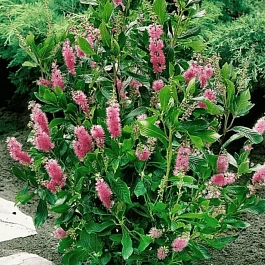 Клетра ольхолистная Pink Spire