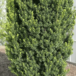 Тис средний Hicksii