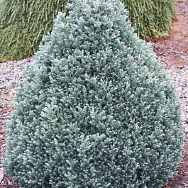 Кипарисовик горохоплодный Бэби Блю