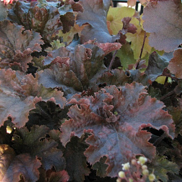 Гейхера гибридная Каппучино Гейхера гибридная Каппучино