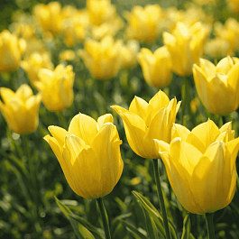 Тюльпан Ballade Gold