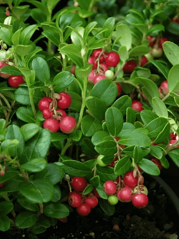 Брусника обыкновенная Miss Cherry