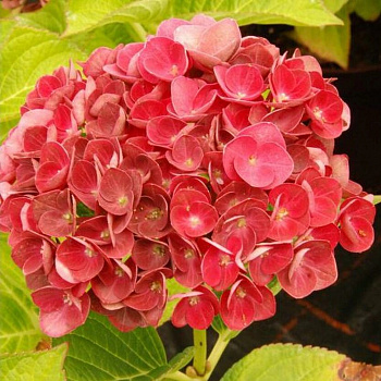 Гортензия крупнолистовая Рембрандт Россо Глори Гортензия крупнолистовая Рембрандт Россо Глори