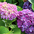 Гортензия крупнолистовая Бенелюкс
