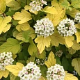 Пузыреплодник калинолистный Tiny Wine Gold