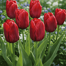 Тюльпан триумф Seadov