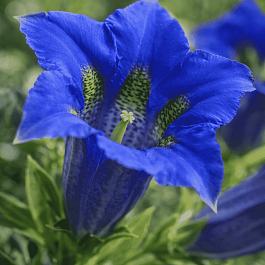 Горечавка бесстебельная Blue Star