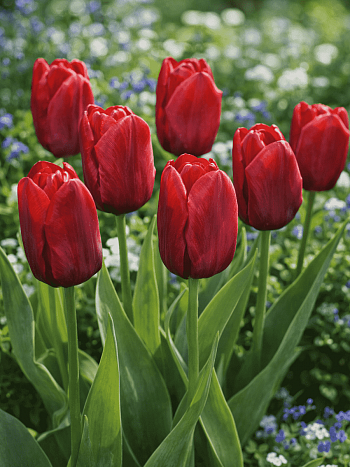 Тюльпан триумф Seadov