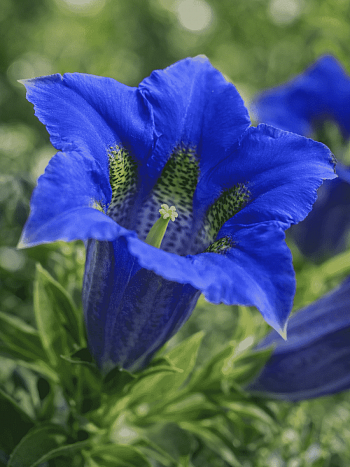 Горечавка бесстебельная Blue Star