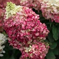 Гортензия метельчатая Colorful Cocktail