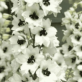 Дельфиниум Magic Fountain  White