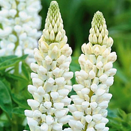 Люпин многолистный Аист белый НАБОР 2ШТ