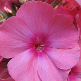 Флокс метельчатый Flame Pink