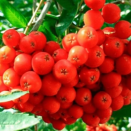 Рябина сладкоплодная Невежинская