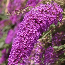 Буддлея давида Nanho Purple