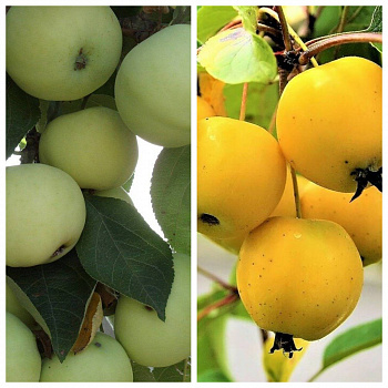 Дерево-сад (5 летка) яблоня 2 сорта Папировка-Китайка золотая ранняя