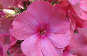 Флокс метельчатый Flame Pink