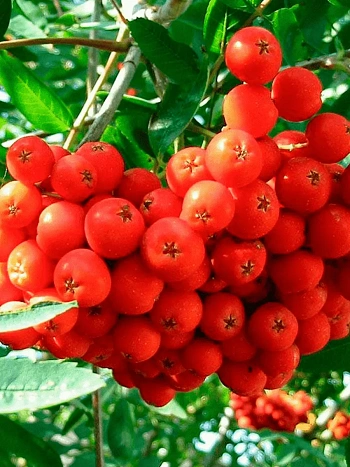 Рябина сладкоплодная Невежинская