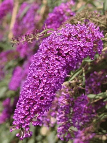 Буддлея давида Nanho Purple