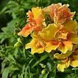 Львиный зев (Антирринум) обыкновенный F1 Твинни Львиный зев (Антирринум) обыкновенный F1 Твинни