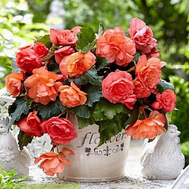 Бегония Каскад Одороса Свит Пинк