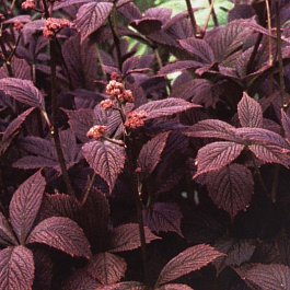 Роджерсия перистая Чоколит Вингс