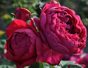 Роза чайно-гибридная Аскот (Rose Ascot) Роза чайно-гибридная Аскот (Rose Ascot)