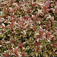 Вейгела цветущая My Monet Sunset  Вейгела цветущая My Monet Sunset