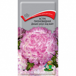 Астра пионовидная Дюшес Роуз энд вайт