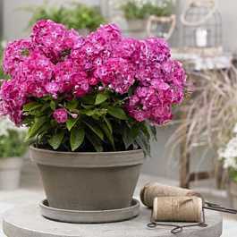 Флокс метельчатый Бамбини Свит Тарт НАБОР 2ШТ (1+1)