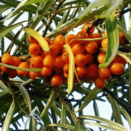 Облепиха крушиновидная Алей