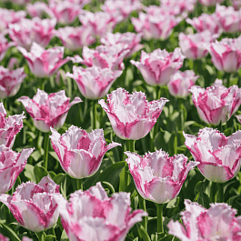 Тюльпан Aria Card