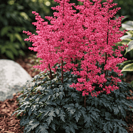 Астильба Арендса Hard Rock