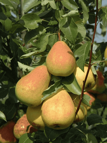 Груша Северянка