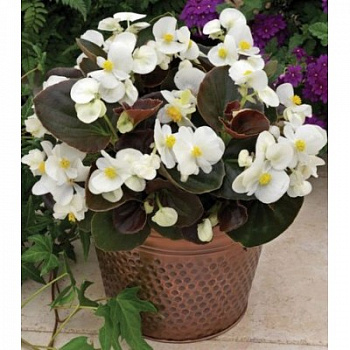 Бегония вечноцветущая бронзоволистная Коктейль Виски