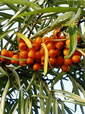 Облепиха крушиновидная Алей