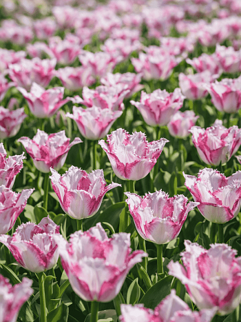 Тюльпан Aria Card