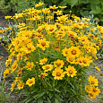 Кореопсис Золотой малыш Кореопсис Золотой малыш