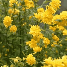 Керрия японская Aureovariegata