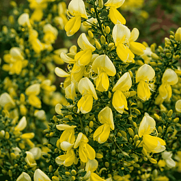 Ракитник Luna