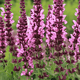 Шалфей дубравный Pink Paradise