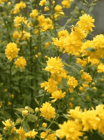 Керрия японская Aureovariegata